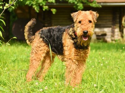 dog, airedale terrier, domestic animal