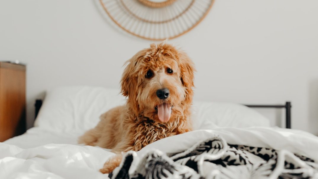 short-coated brown dog on bed