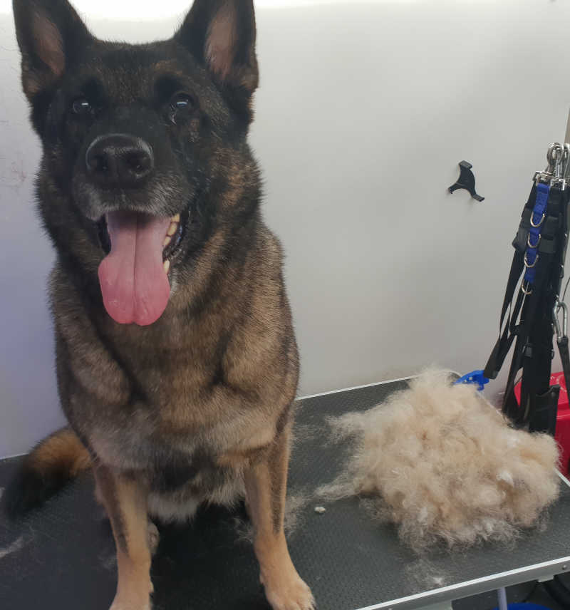 Dog Grooming by WeStyleAnyDog.com